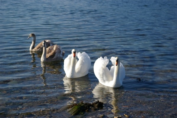 Swans and Their Cygnets