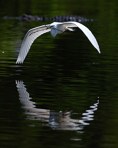 Great Egret in Flight