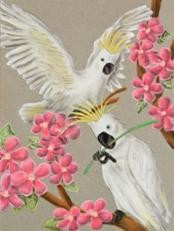 cockatoo