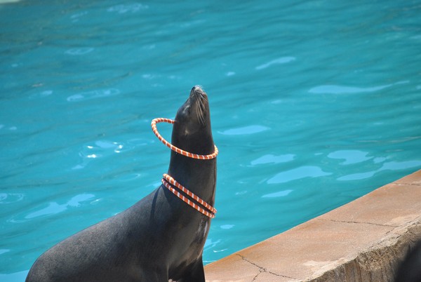 Sea Lion
