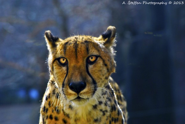 Cheeta