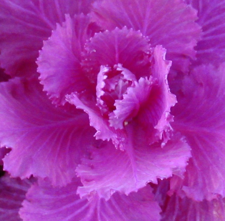 DECORATIVE PINK GABBAGE