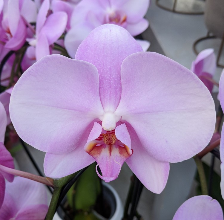 PINK ORCHID