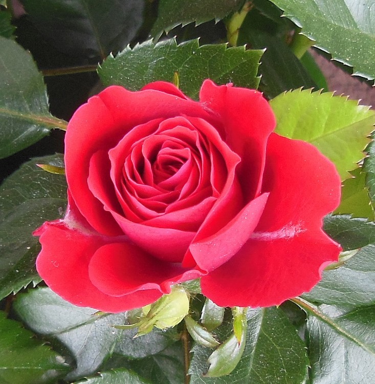 HAPPY VALENTINE'S DAY!