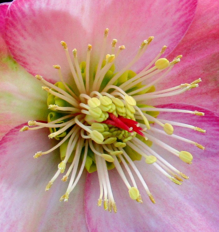 HELLEBORE