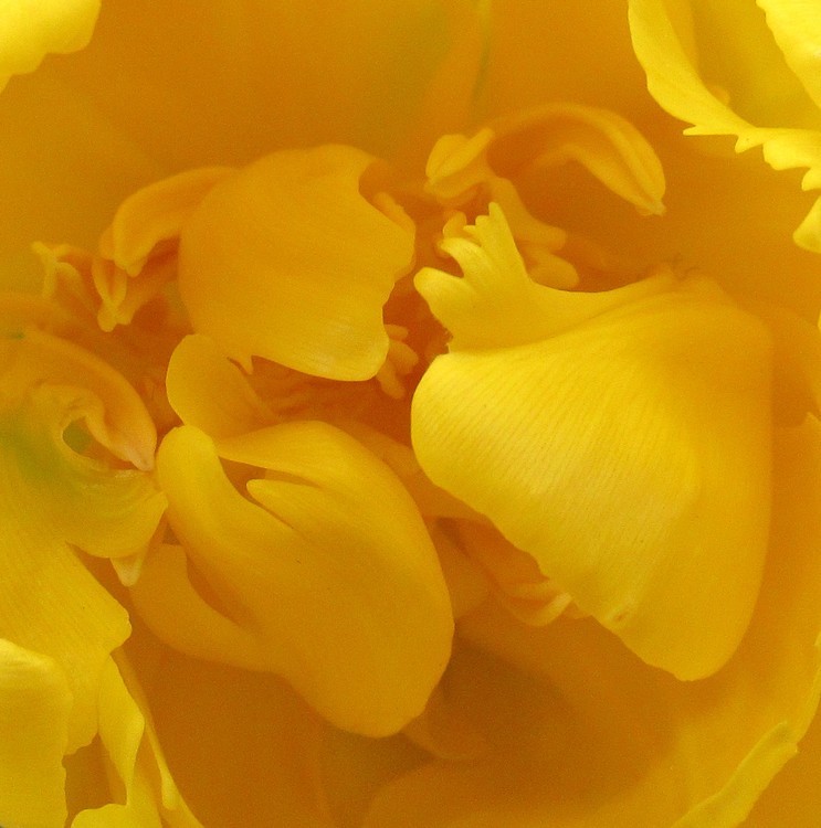 TULIP'S HEART