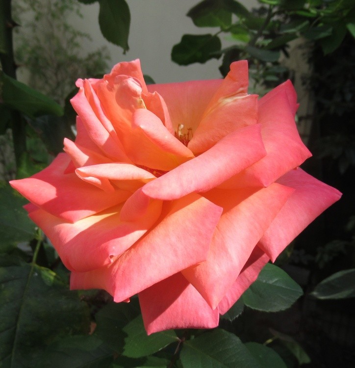 MARVELOUS STEF'S ROSE !!!!!!!!!!!!
