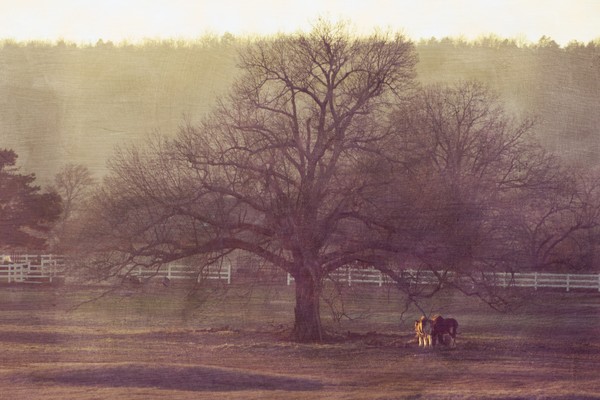 Clydesdales at Rest