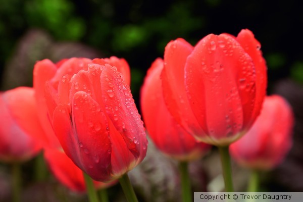 Tulips