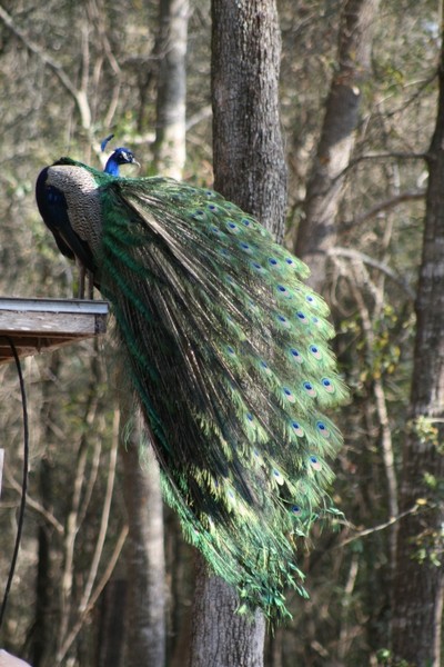 Pretty as a Peacock