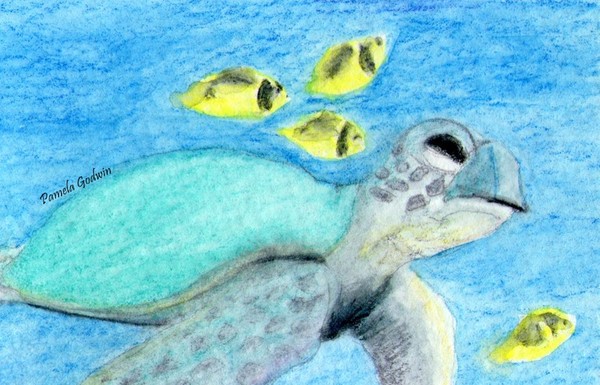 Turtle in the Bay