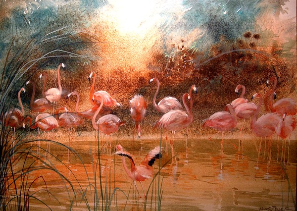 Chilean Flamingo