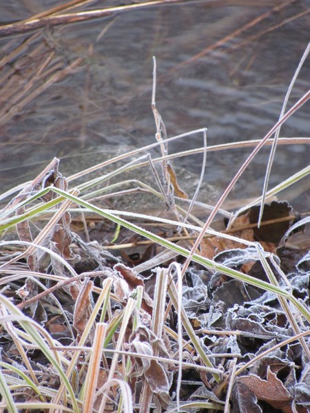 Frosted Grass