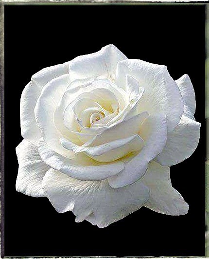 White Flower
