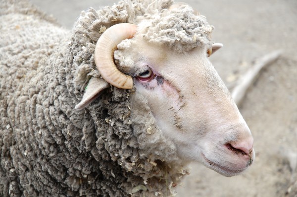 Baa Baa