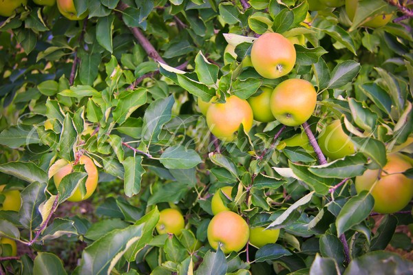 How do you like them apples?