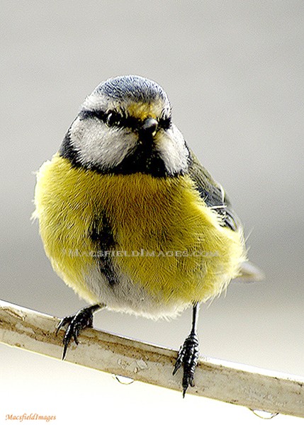 Blue Tit