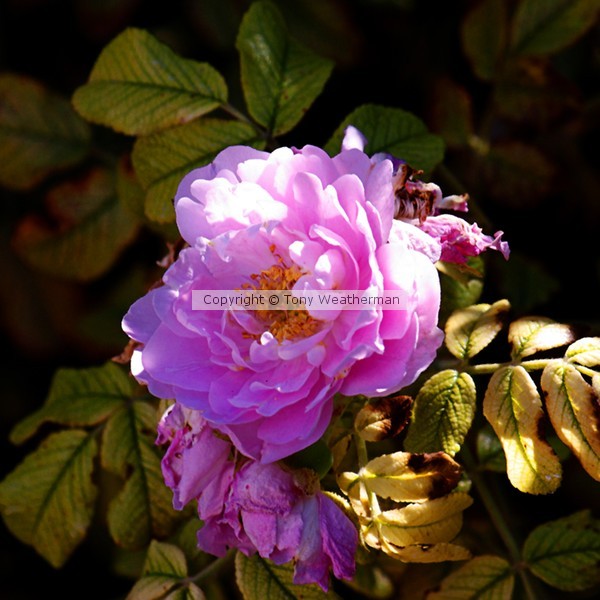 Renaissance Rose Rough Pastel Square Format,ne1084