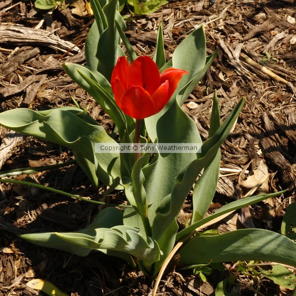 Spring Has Sprung, ne1094