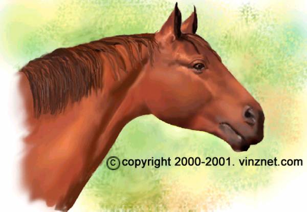 Brown Horse