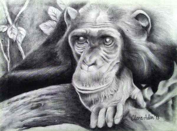 chimpanzee
