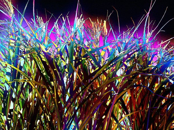 grass plains