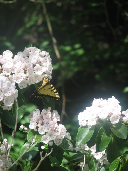 mountain laurel