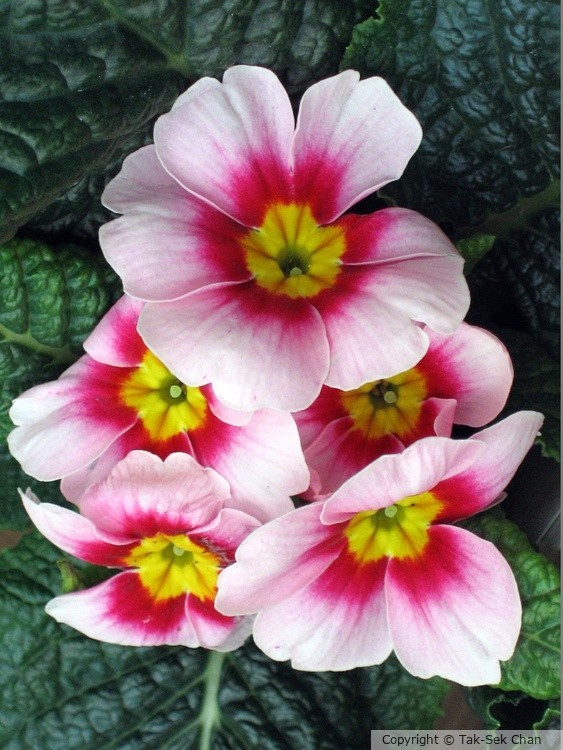 Primrose x polyanthus 03-12-2006