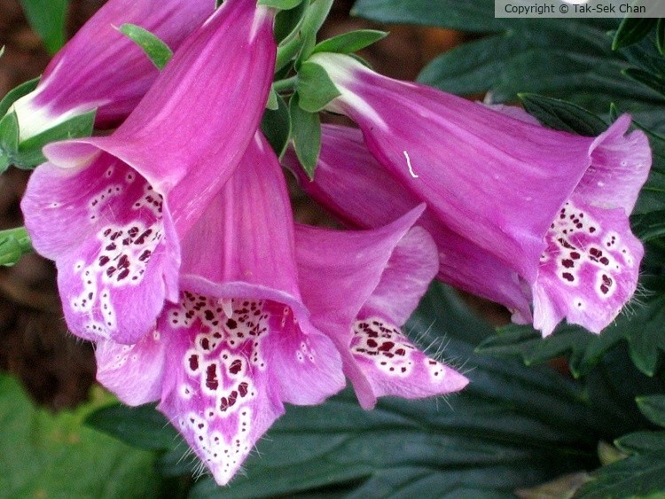 Fischer's Monkshood (Aconitum fischeri) 07-21-2006
