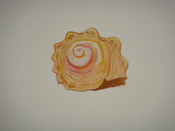 seashell