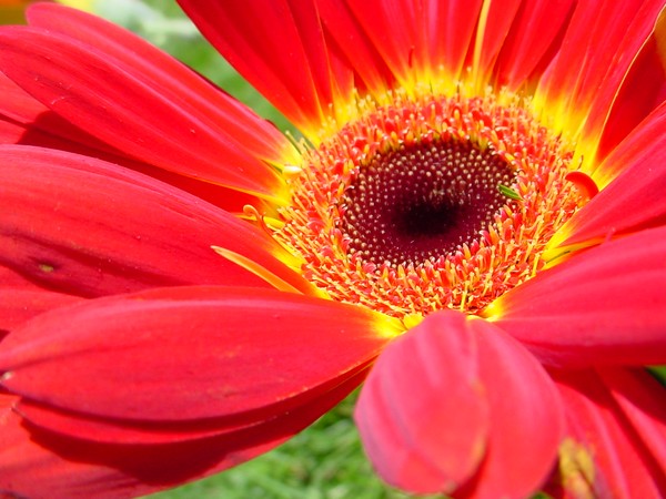 Flower Power