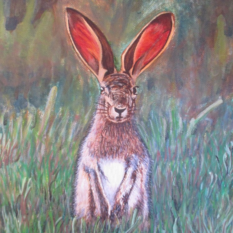 Jack Rabbit