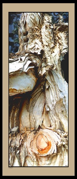 Tree Bark Card