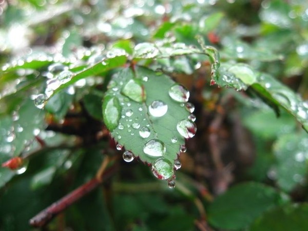 water leaf