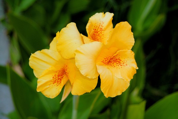 Tiger Lillies
