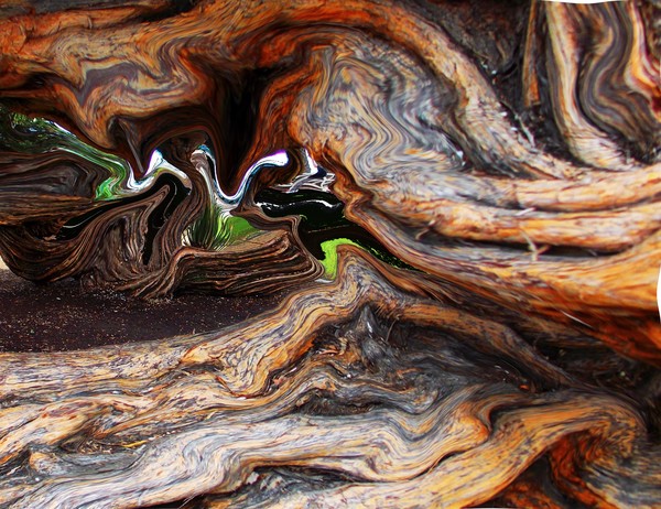 gnarly tree 2