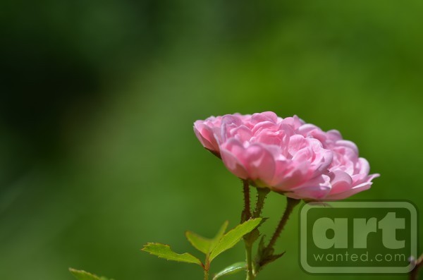 Pink Small Roses