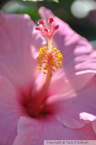 Hibiscus