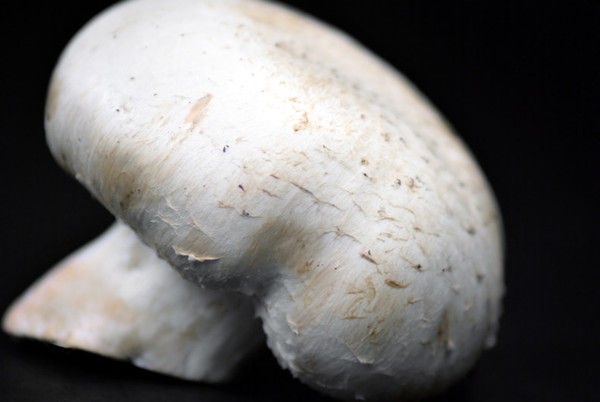 mushroom