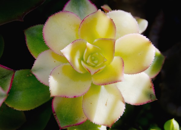 Sun on Succulent