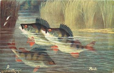 PERCH