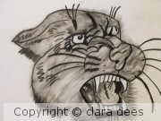 cougar