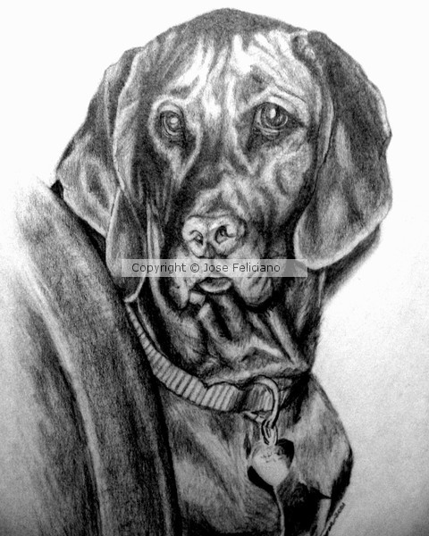 Friend's Dog No.1