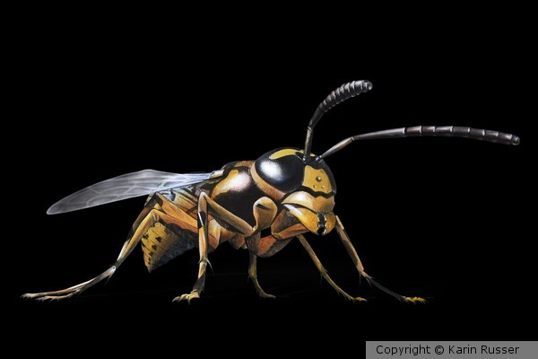 HORNET BRANCA