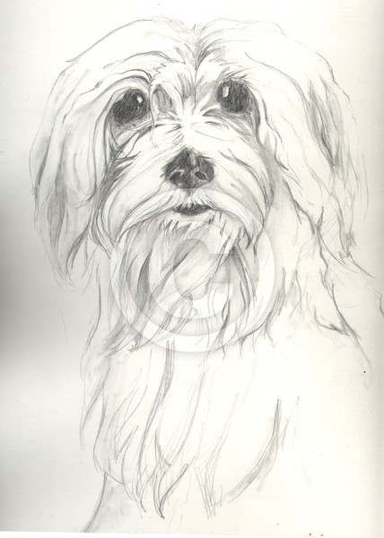 Maltese