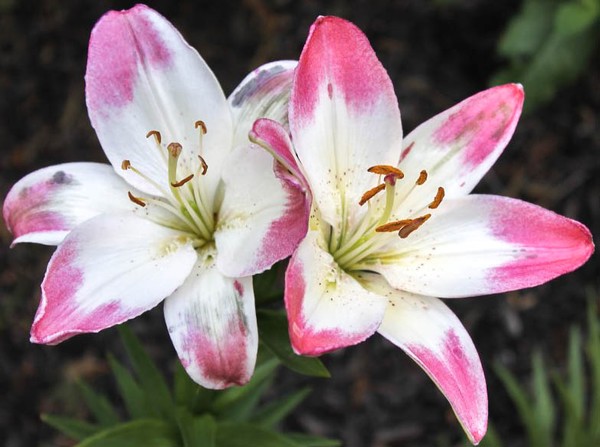 flowers