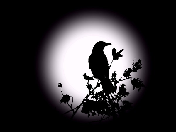 Blackbird In Silhouette