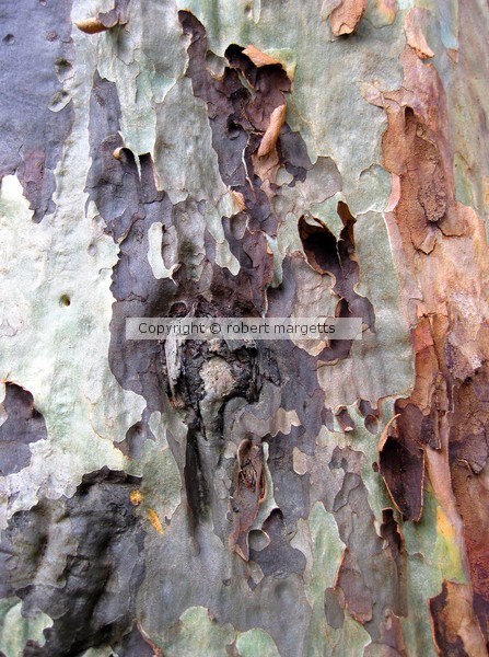 petrified tree