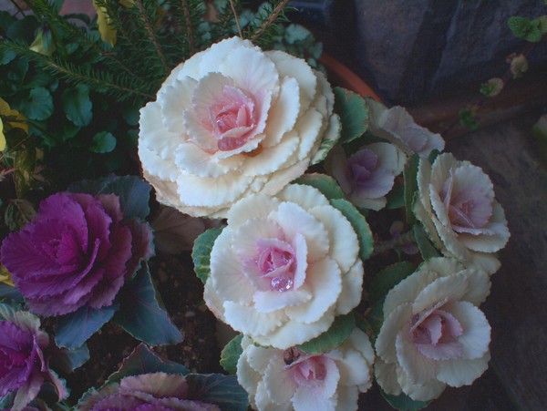 Ornamental Cabbages