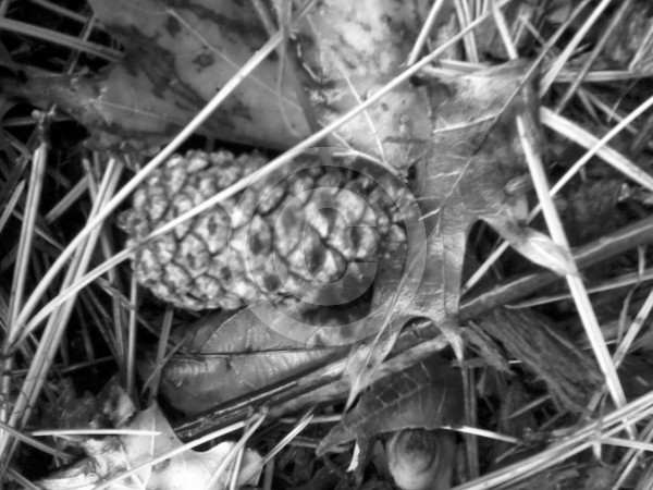 Autumn in Black and White